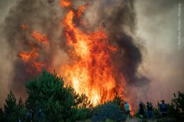 Das Bild zeigt einen brennenden Wald.
